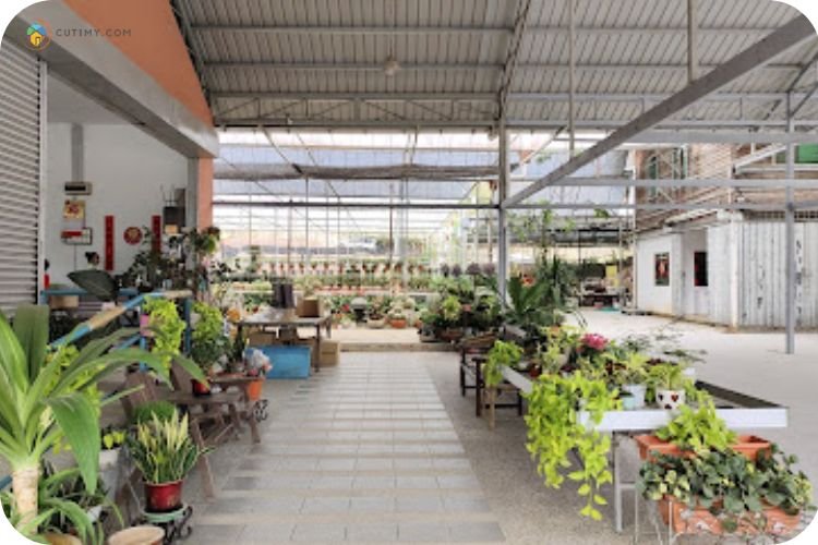 17 Tempat Menarik Di Kundasang yang Wajib Singgah 15 Imej J.S Nursery Kundasang