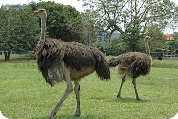 Imej Jelita Ostrich Farm