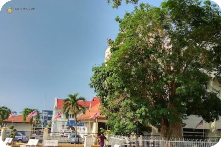 19 Tempat Menarik di Kuala Kangsar yang Popular 10 Imej KOldest Rubber Tree