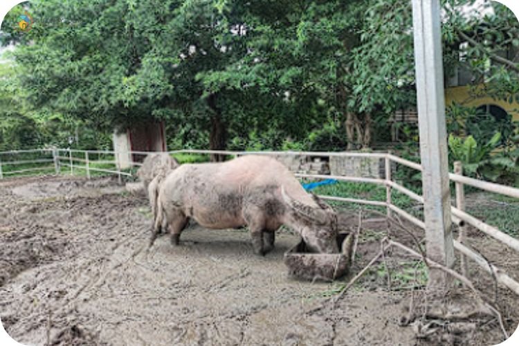 13 Tempat Menarik Di Kluang: Panduan Percutian Best 12 Imej La Dairy Goat Farm