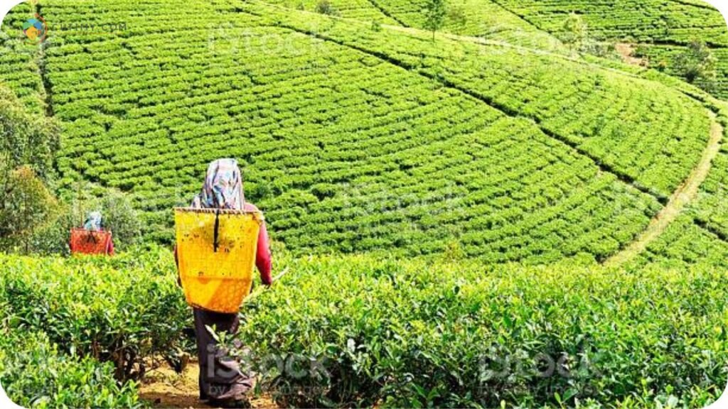 Imej Ladang Teh Sekinchan
