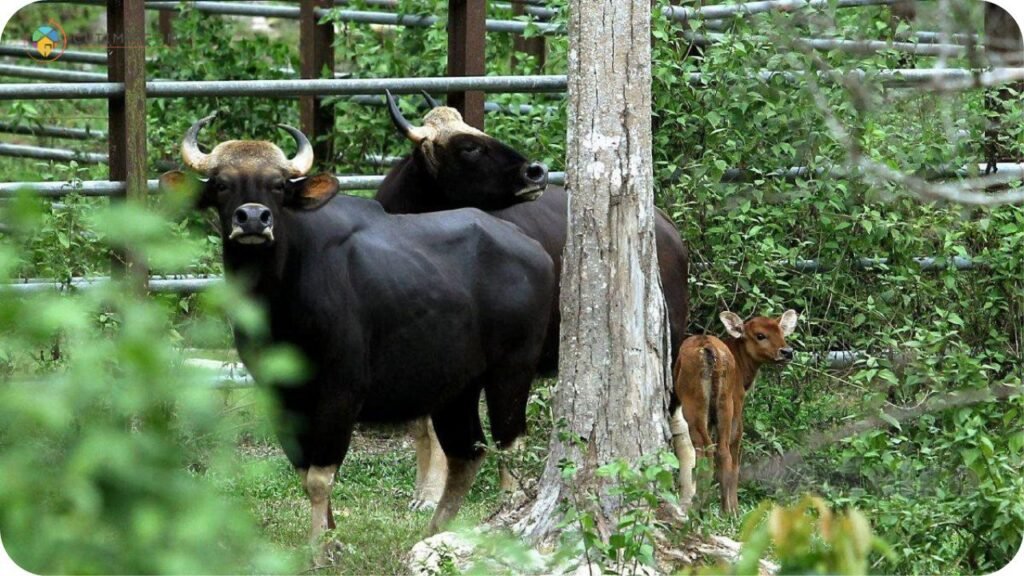 17 Tempat Menarik di Temerloh yang Wajib Singgah 3 Imej Pusat Pemuliharaan Seladang