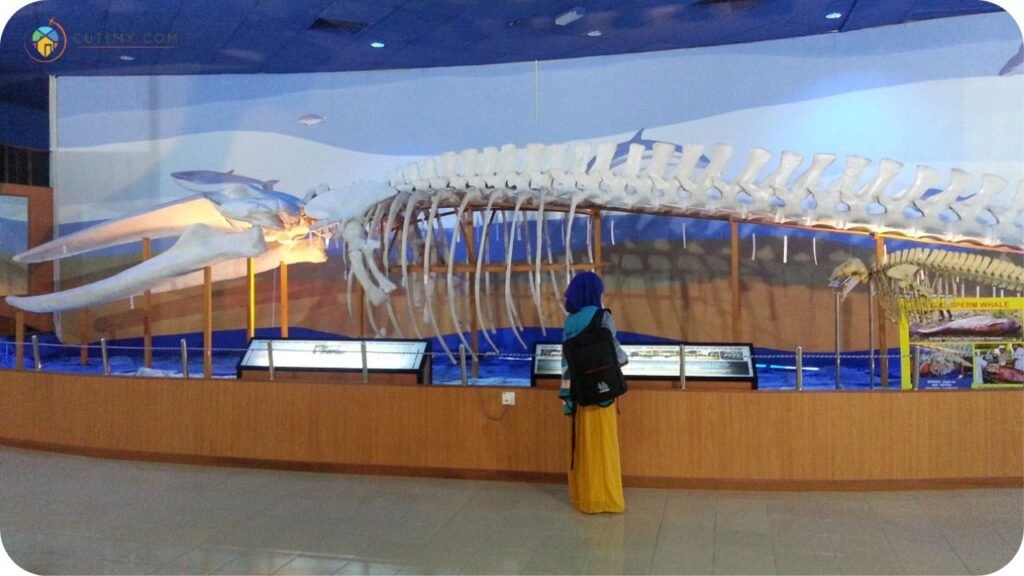 Imej Pusat Penyu Dan Ekosistem Marin