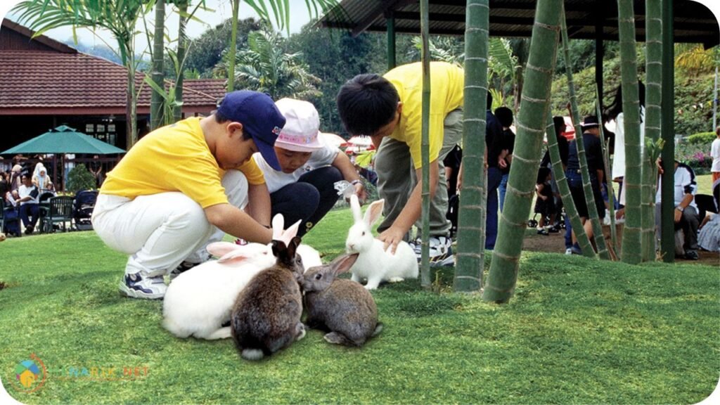 15 Tempat Menarik di Bukit Tinggi yang Best & Popular 5 Imej Rabbit Park