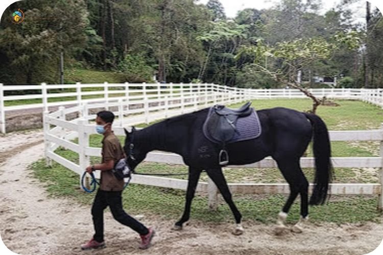 13 Tempat Menarik Di Bukit Fraser: Cuti Paling Best 4 Imej The Paddock Fraser Hill