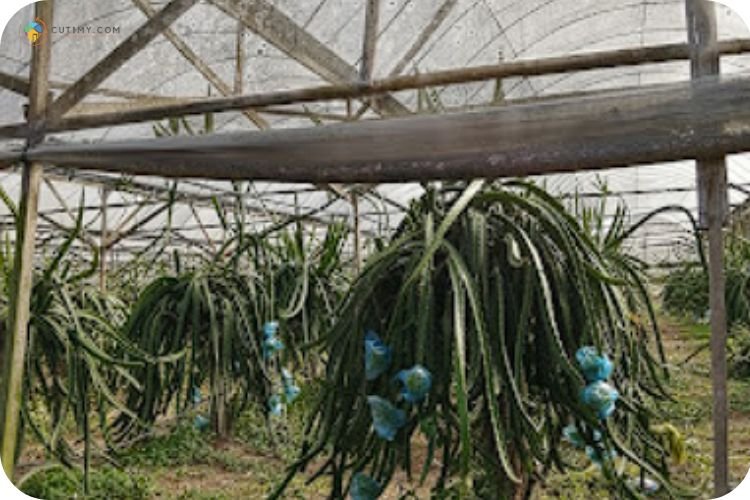 13 Tempat Menarik Di Kluang: Panduan Percutian Best 13 Imej Zenxin Organic Park