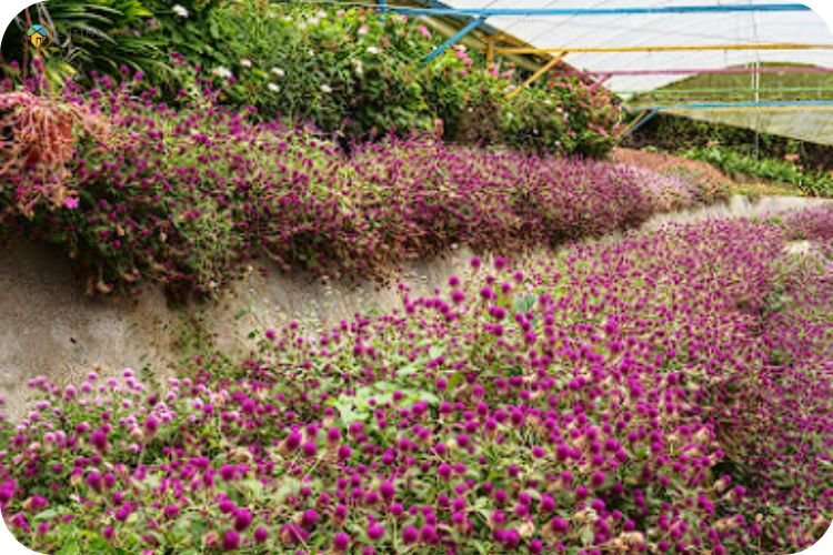Imej Highlands Apiary Farm