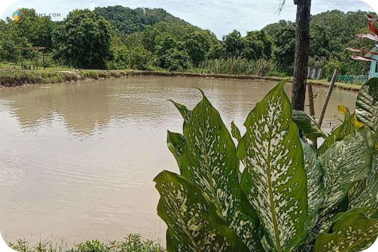 11 Tempat Memancing di Tuaran Yang Best Terkini 7 Imej Kolam Haji Amin