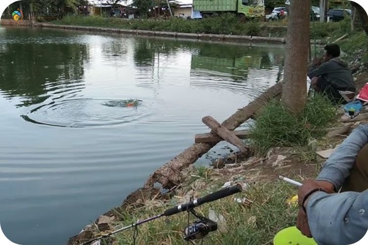 Imej Kolam Ngail Ikan Koliba