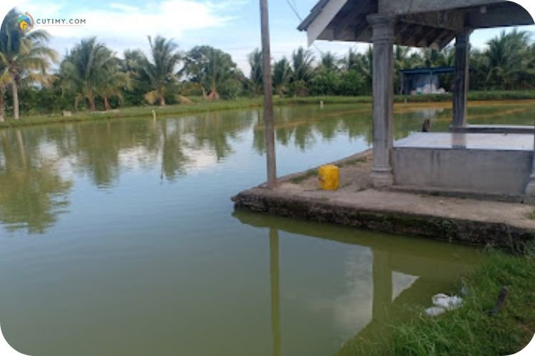 10 Tempat Memancing di Kelantan Yang Wajib Singgah! 9 Imej Kolam Pancing Pak Do Roni