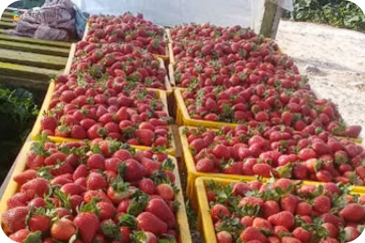 Imej Ladang Strawberi