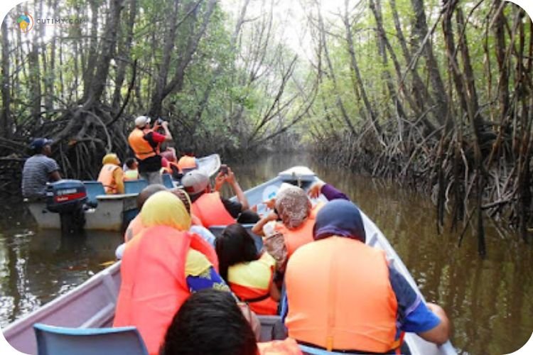 Imej Mangrove Tour Sungai Cherating