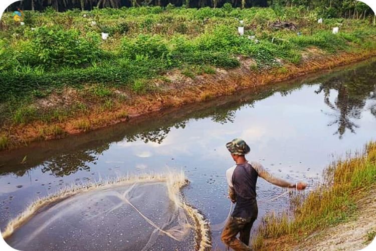 13+ Tempat Camping di Melaka Yang Menarik Terkini 9 Imej Plot Sawit