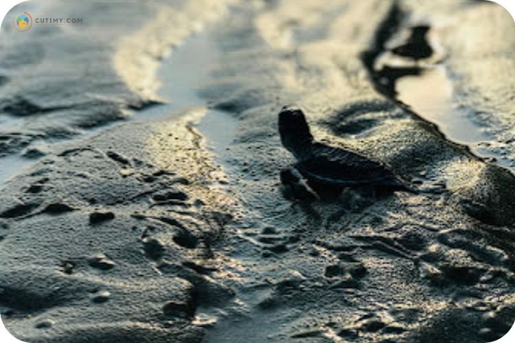 25 Tempat Menarik di Kemaman Yang Wajib Korang Singgah 18 Imej Rimbun Dahan Turtle Hatchery