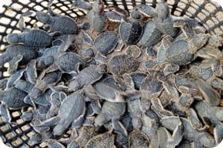 Imej Rimbun Dahan Turtle Hatchery