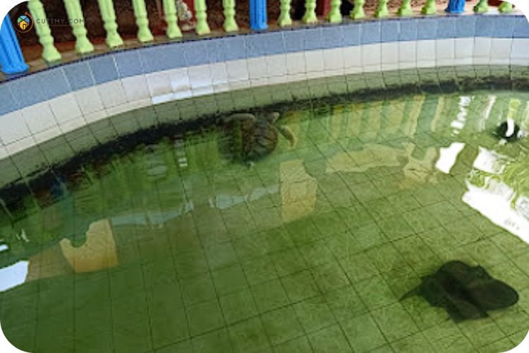 Imej Santuari Penyu Cherating