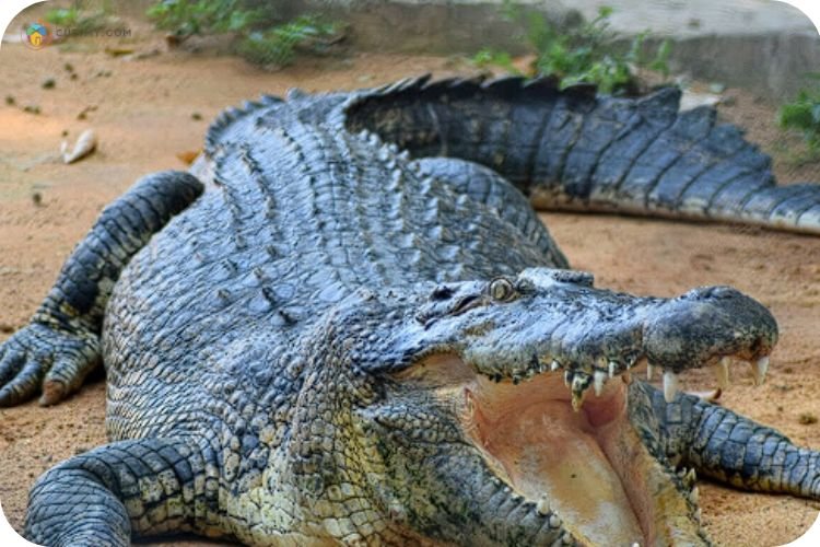 Imej Taman Buaya Dan Rekreasi Melaka