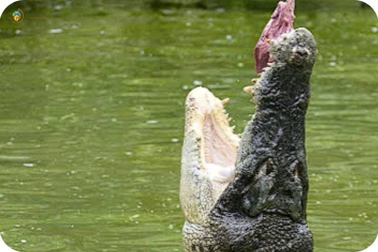 Imej Taman Buaya Jong