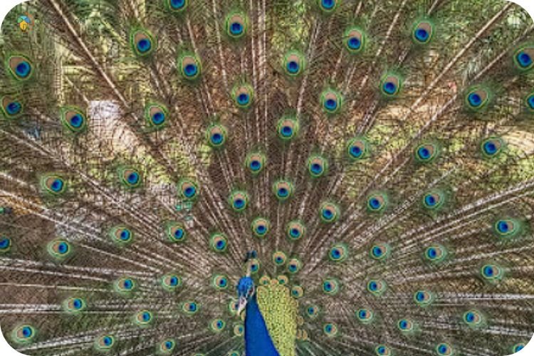 Imej Taman Burung Melaka