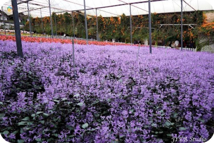 Imej Taman Lavender Cameron