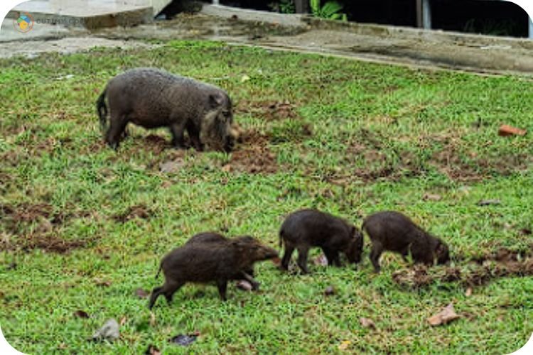 Imej Taman Negara Bako