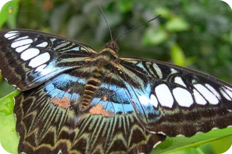 Imej Taman Rama-Rama dan Reptilia Melaka