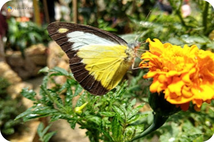 Imej Taman Rama-Rama