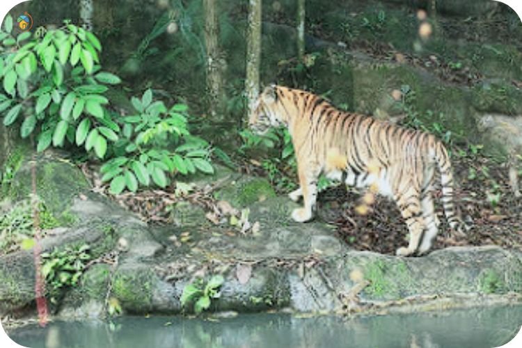Imej Zoo Kemaman
