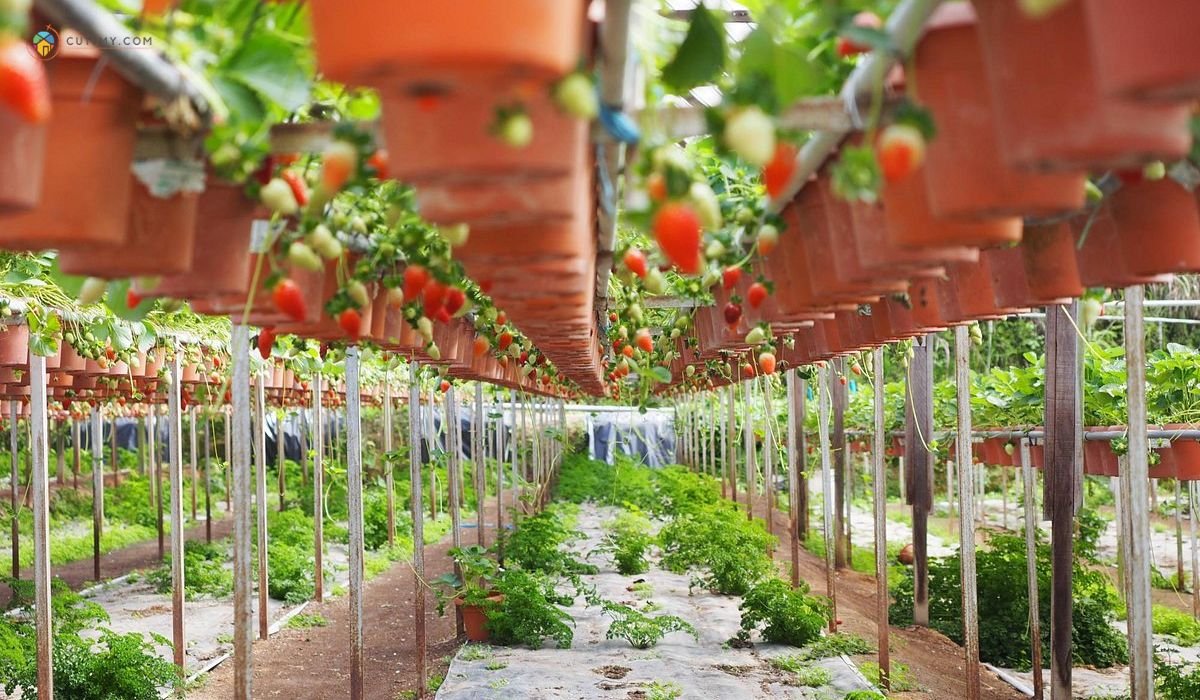 10 Tempat Menarik di Brinchang Paling Viral Terkini 2 imej Big Red Strawberry Farm