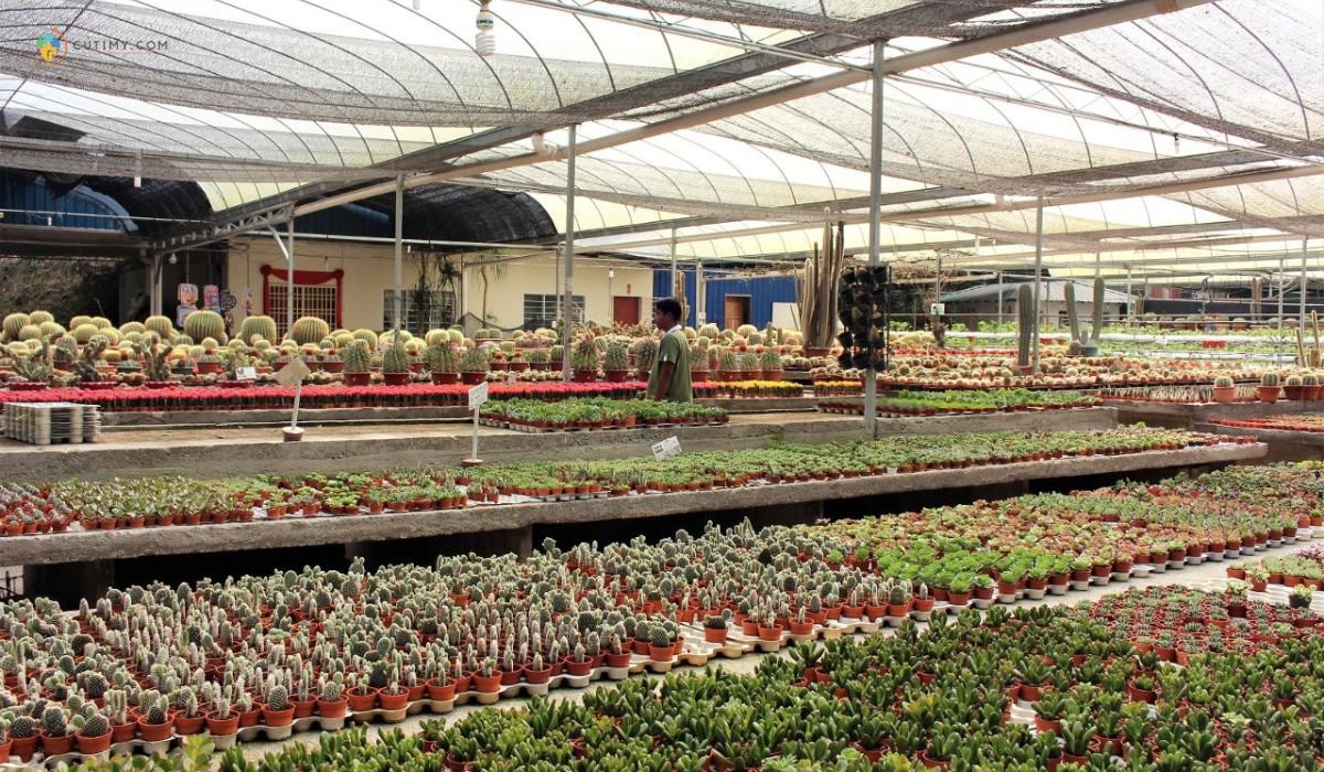 10 Tempat Menarik di Brinchang Paling Viral Terkini 5 imej Cactus Point, Brinchang, Pahang