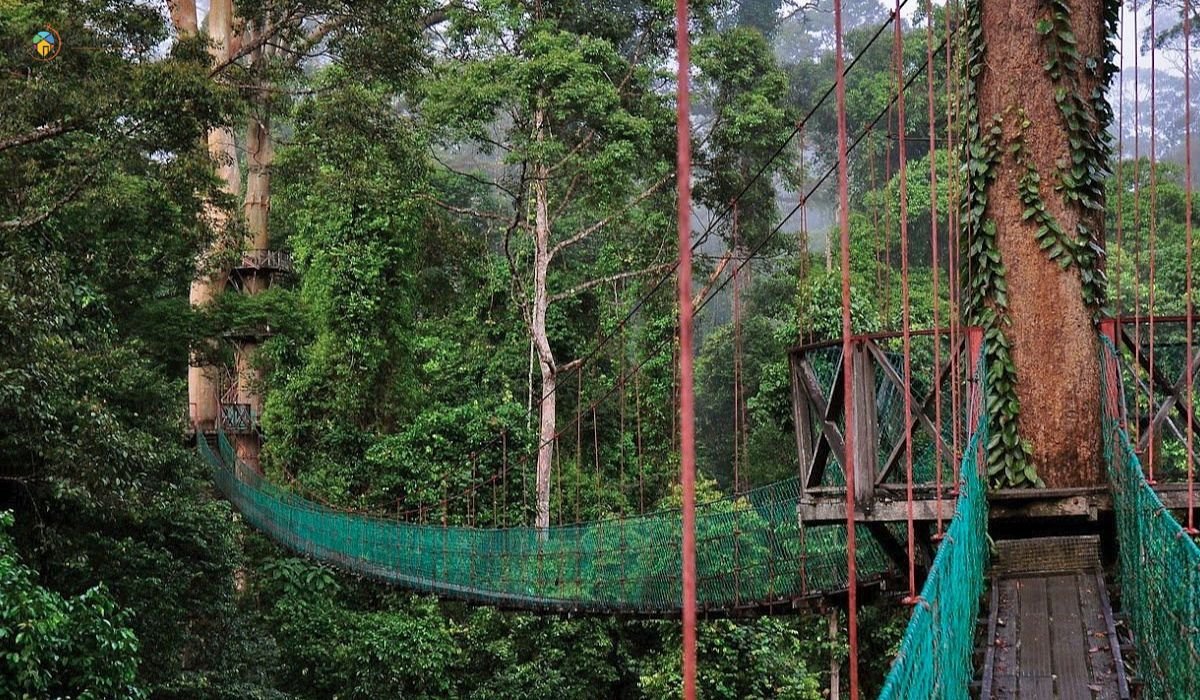11 Tempat Menarik di Lahad Datu yang Wajib Lawat 1 imej Danum Valley Conservation Area_ Hutan Hujan Tropika yang Menakjubkan