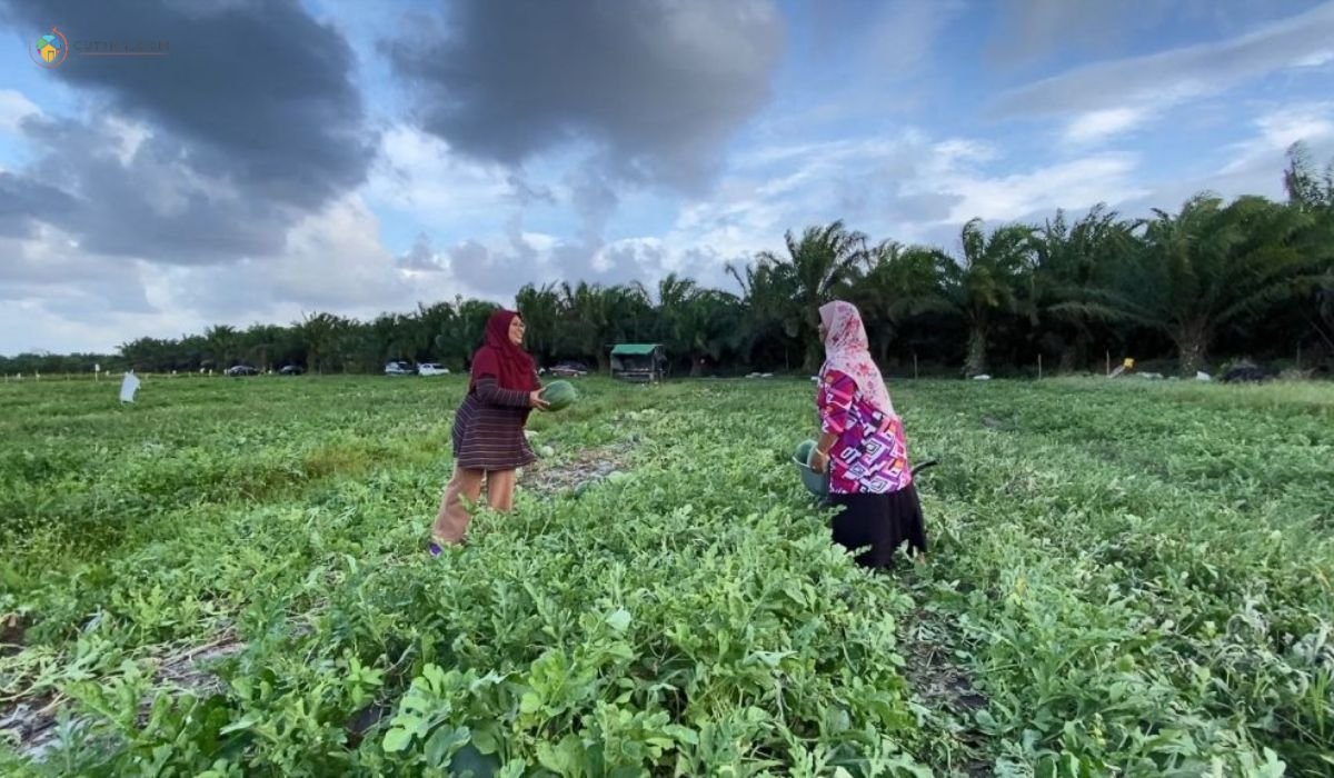 imej Ladang Tembikai Kolam Hijau
