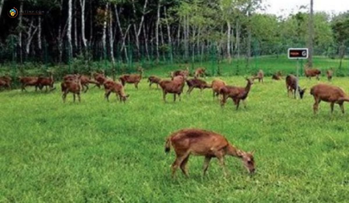 imej Ladang Ternakan Rusa