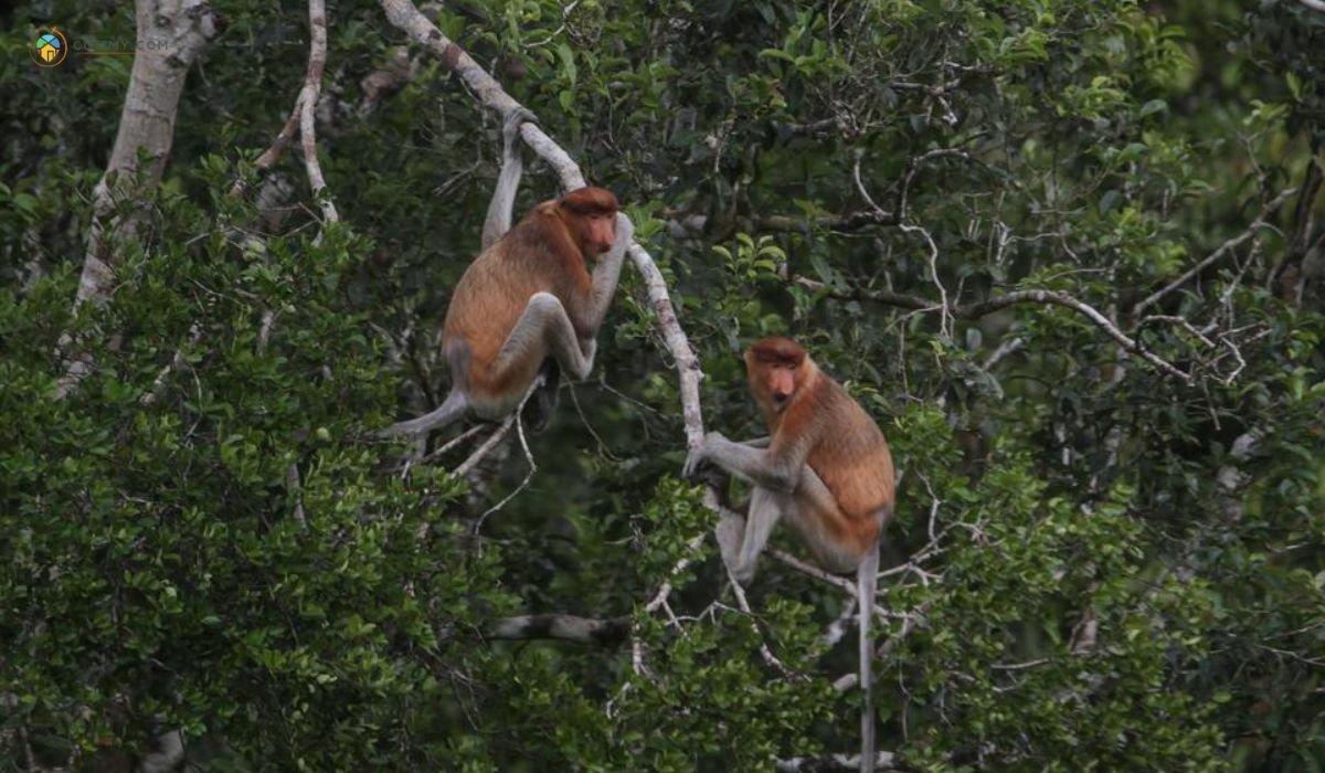 imej Pelakat Wetland and Wildlife Safari
