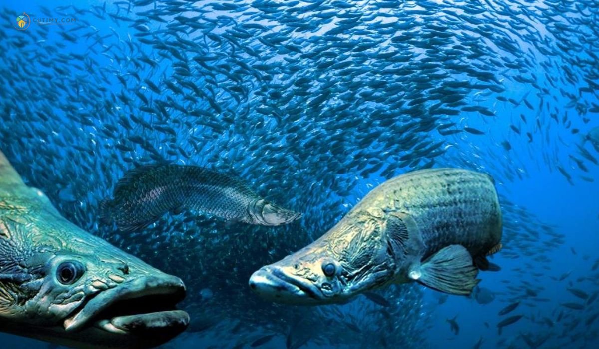 imej Penang Boutique Aquarium