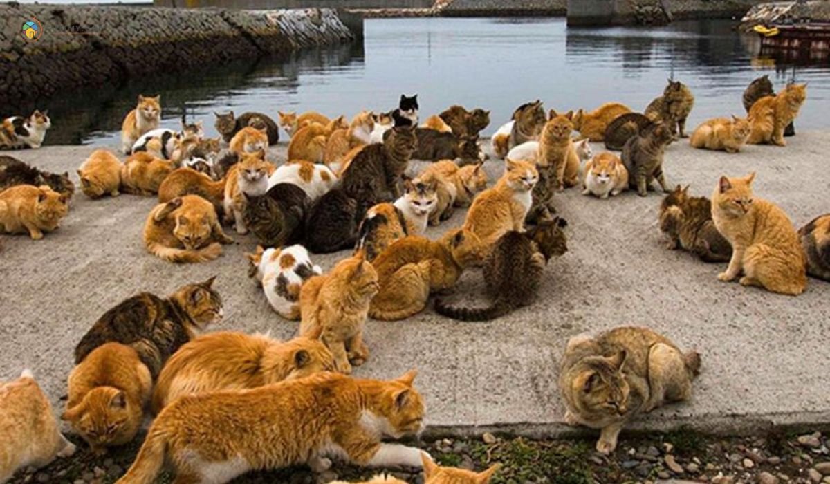 11 Tempat Menarik di Pekan Pahang Untuk Pelancongan 8 imej Pulau Kucing