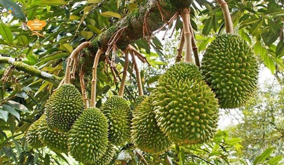 10 Tempat Menarik di Raub Pahang: Pelancongan Best 5 imej Raub Durian Orchard