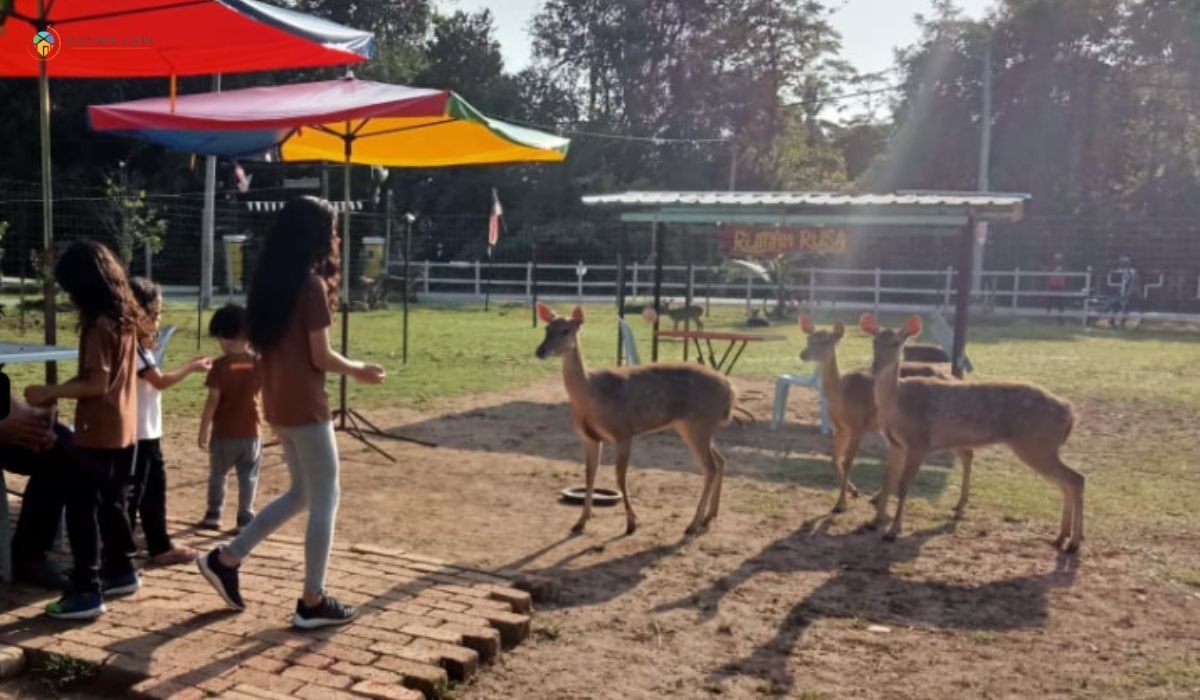 13 Tempat Menarik di Lenggong yang Patut di Lawat 9 imej Rumah Ayah An Rusa Dan Kelulut Lenggong