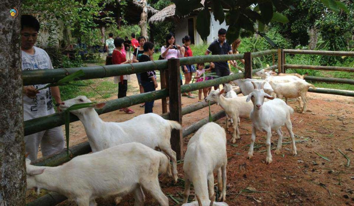 imej Saanen Dairy Goat Farm