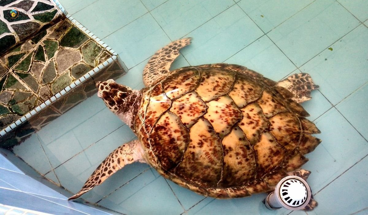 imej Turtle Conservation and Information Centre Melaka