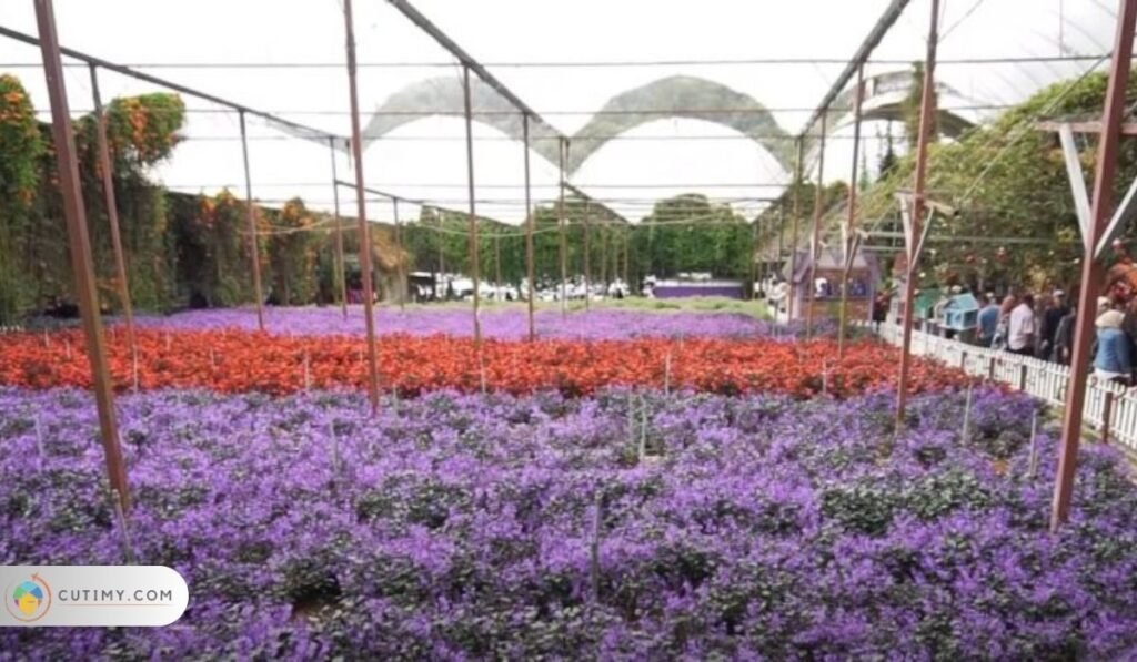 Imej Cameron Lavender Garden