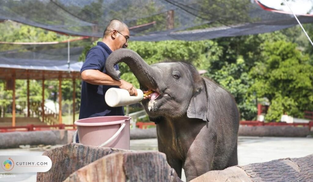 Imej Kuala Gandah Elephant Sanctuary