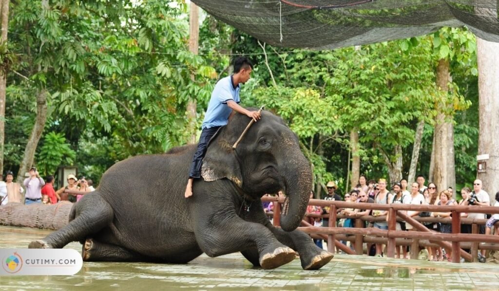 Imej Pahang Elephant Conservation Centre