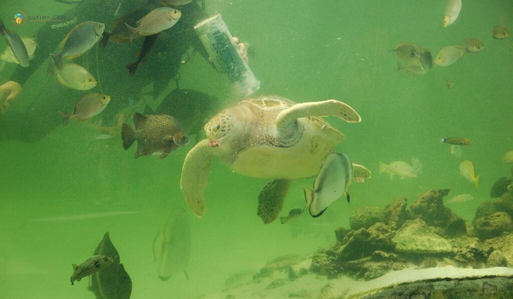 imej Green Connection