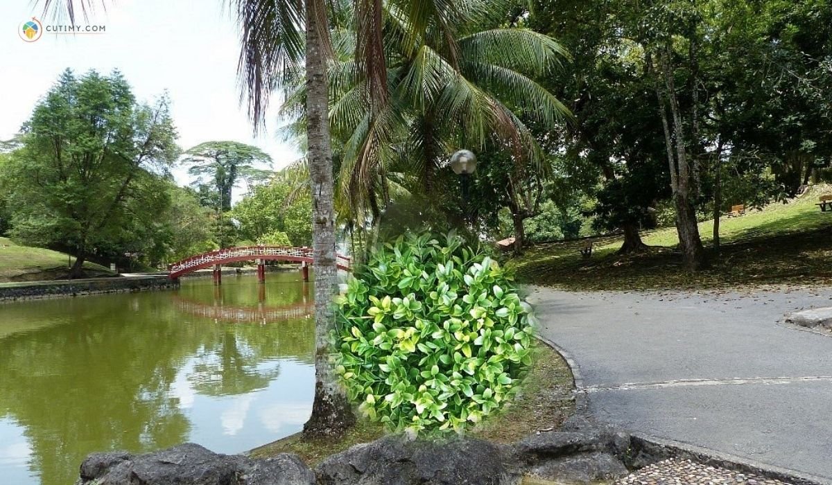 13 Tempat Mandi di Kuching Paling Seronok 5 imej Reservoir Park, Kuching