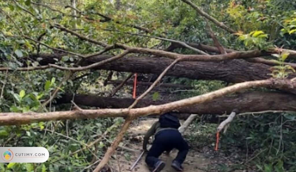 Imej Teluk Cempedak Hiking Trail