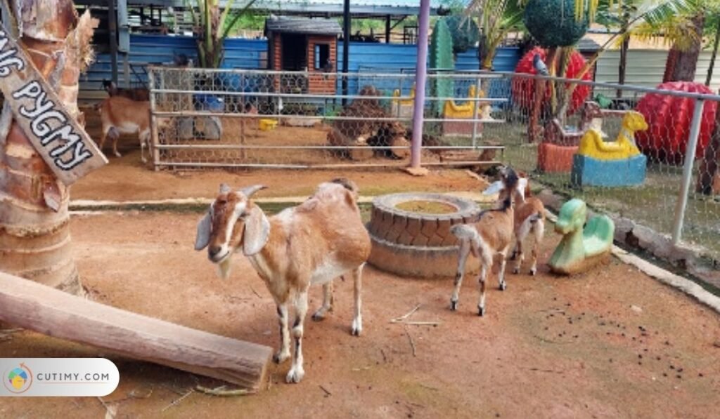 Imej Tempat Menarik di Jengka, Rabbitland Jengka