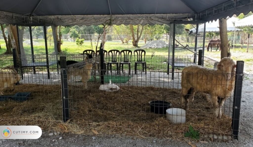 Imej Tempat Menarik di Teluk Batik, Pavilion Petting Zoo